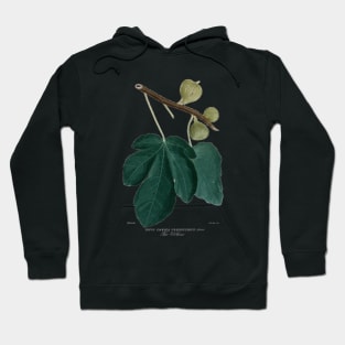 19th Century Colored Fig Aquatint Hoodie